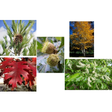 Tree Pack - Moist Soils 